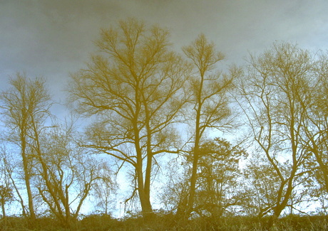 forrest reflection