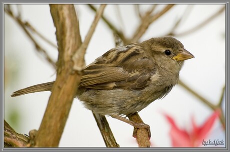 Little sparrow....