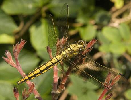 Close-up libelle