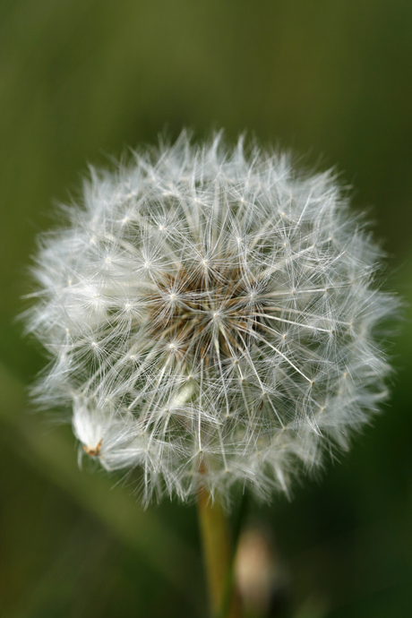 Paardenbloem