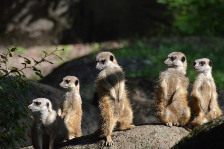 Burgers Zoo