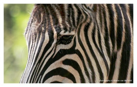 Zebra