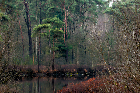 Dutch jungle