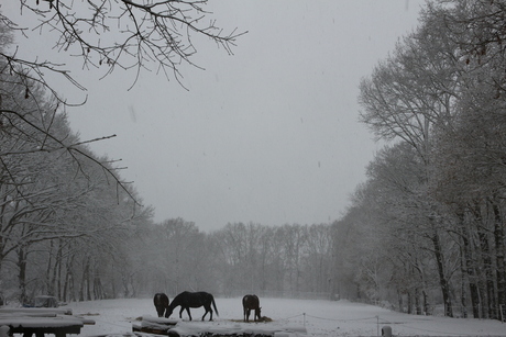 Paarden in een sneeuwbui