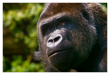 Zilverrug gorilla