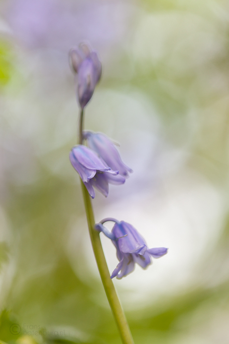 Blue bells