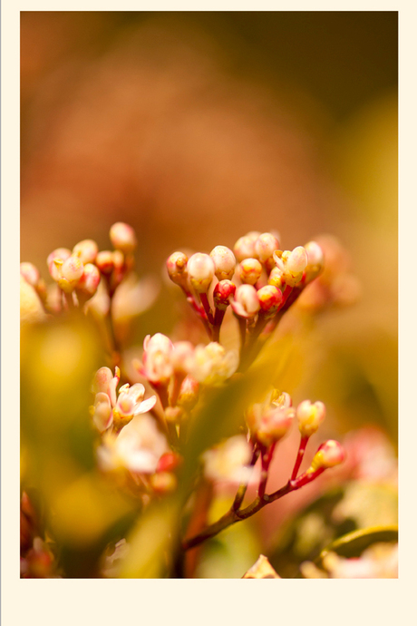 Colours of spring