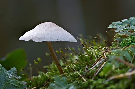 Mycena