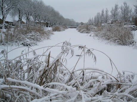 Sneeuw in Rijswijk