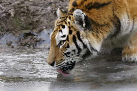 dorstige tijger
