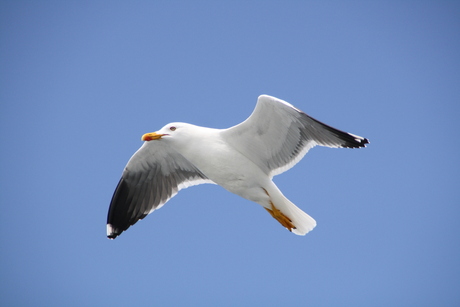 Meeuw vanaf de boot!