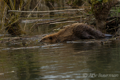 Bever die zijn burcht verlaat kopie 9020