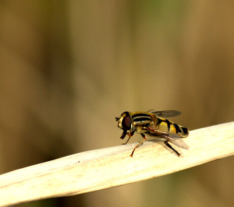 Helophilus trivittatus