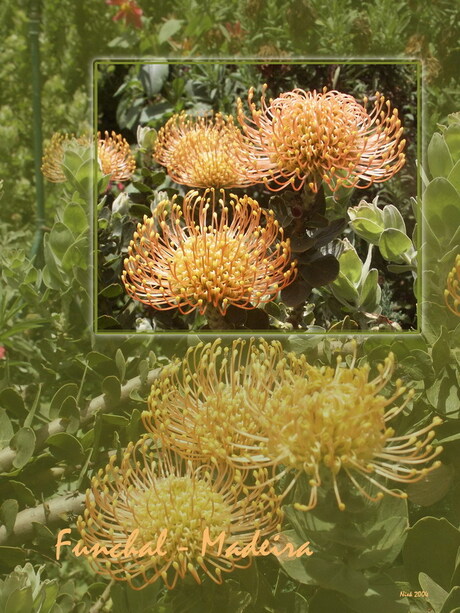 Bloemen Madeira