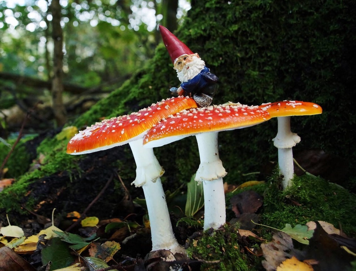 Kabouter Spillebeen - Foto Van Marjorie-Photo - Natuur - Zoom.Nl