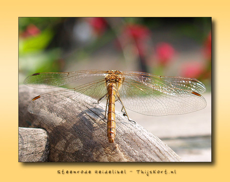 Steenrode Heidelibel