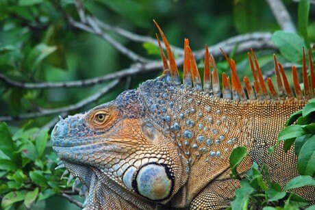 Leguaan Costa Rica