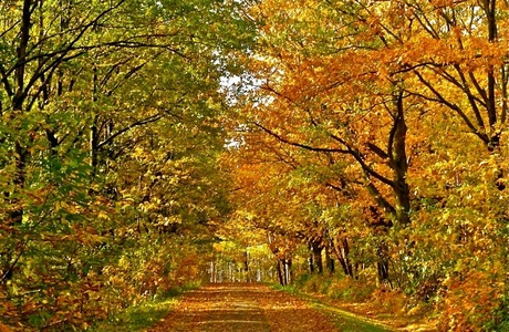 Kleurrijk herfstbos