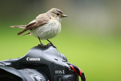 Bonte Vliegenvanger op de camera