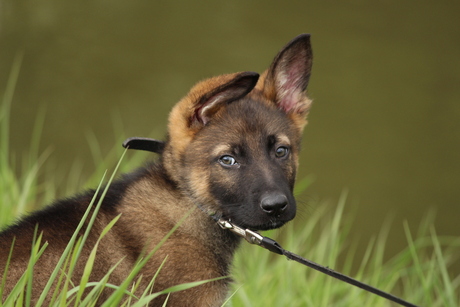 Duitse herder pup