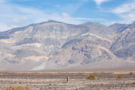 Lonely coyote in Death Valley Fotowedstrijd Wildlife