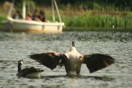 Gans met uitgeslagen vleugels