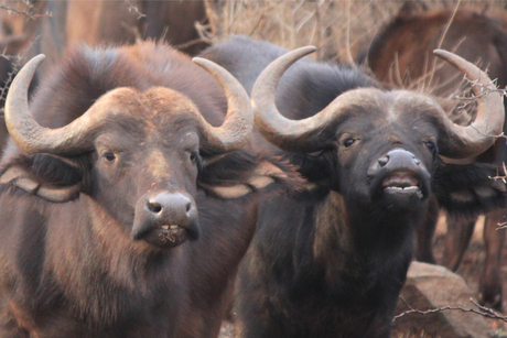 buffels in beeld 15 10 2014 IMG_7499