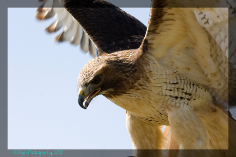 Roodstaartbuizerd