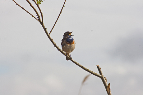 Blauwborstje