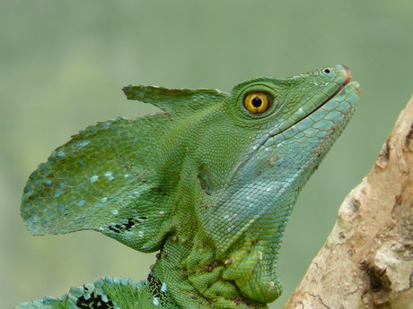 Groene basilisk