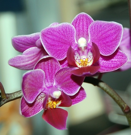 een orchideeen