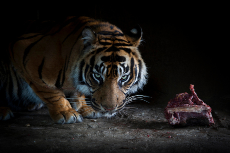 Tigers dinner