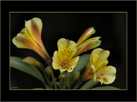 alstroemeria