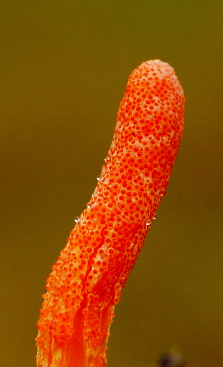 Rupsendoder ( Cordyceps militaris ) 2. - Als aanvulling een detail van de top met de vele fijn- wrattige structuur van deze prachtige kleine zakjeszwam ofwel ascomyceet. Mooi zijn de kleine  - foto door naturephoto op 02-12-2014