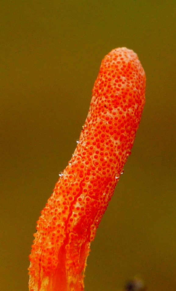 Rupsendoder ( Cordyceps militaris ) 2. - Als aanvulling een detail van de top met de vele fijn- wrattige structuur van deze prachtige kleine zakjeszwam ofwel ascomyceet. Mooi zijn de kleine  - foto door naturephoto op 02-12-2014