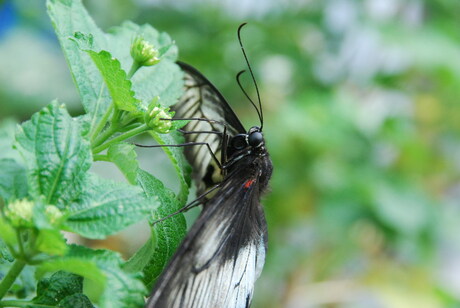 Lente Vlinder