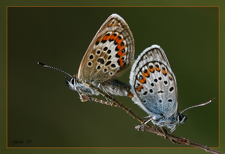 parende heide blauwtjes