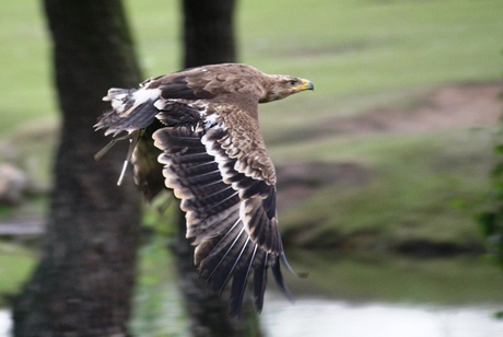 In vogelvlucht