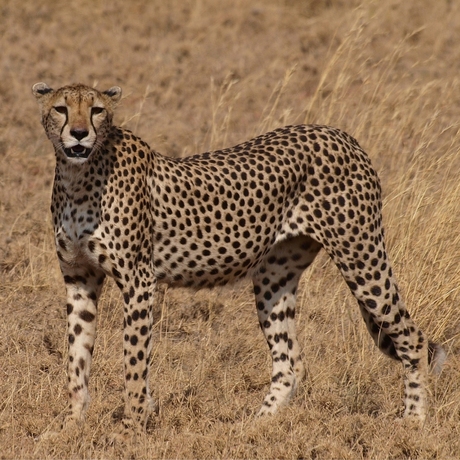 Cheetah in de Serengeti