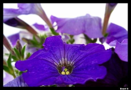 Bloemen in de tuin