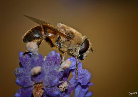 Bijtje in mijn tuin