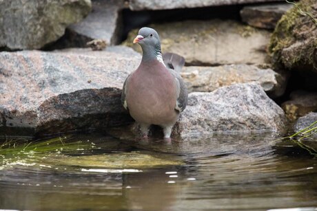 Vogels in de tuin