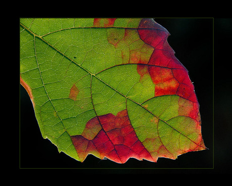 Druivenblad met herfstkleuren - 2
