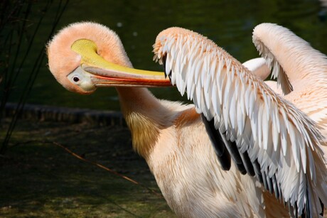 lente voor pelikaan
