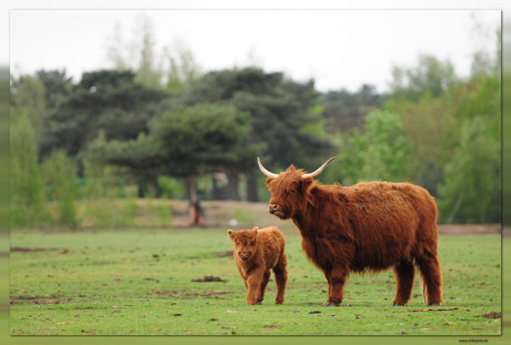 Schotse Hooglanders...!!