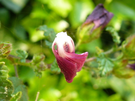 Flying flower