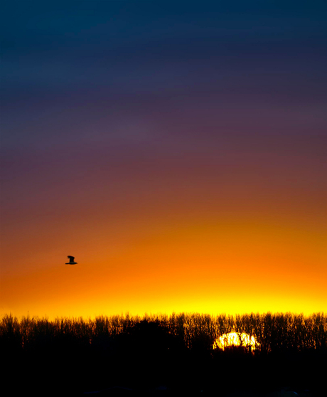 Kleurijke vlucht