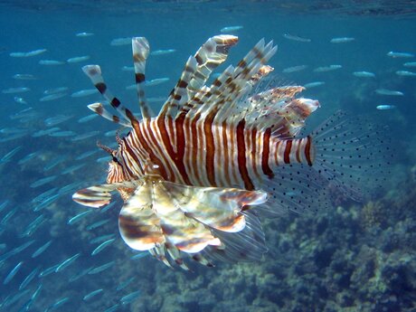 Lion Fish