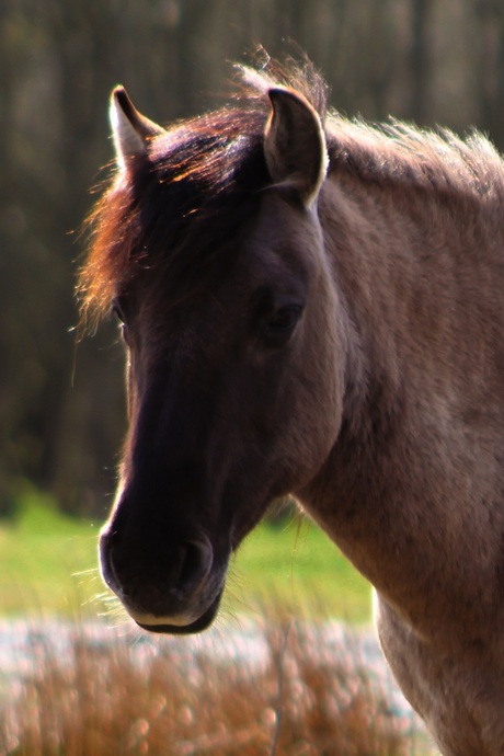 Konikpaard in Midwolderbos