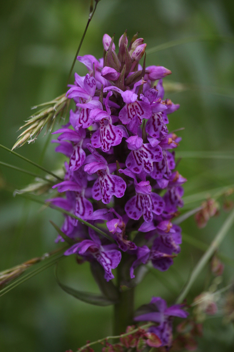 minie orchidee